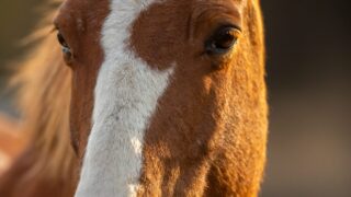 馬の行動・心理